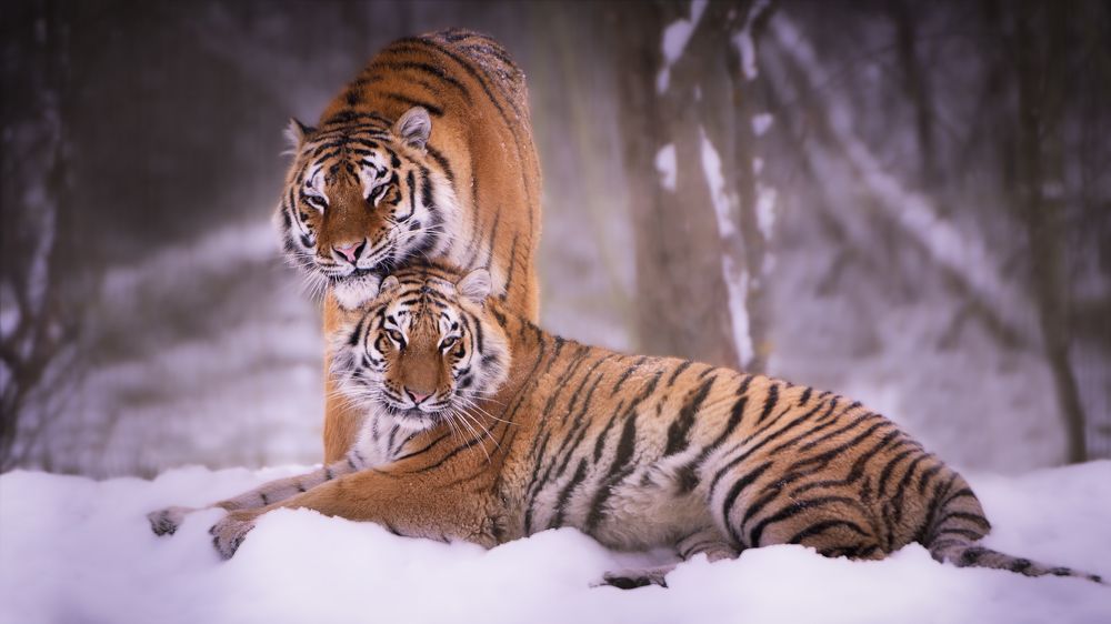 Тигры в снегу