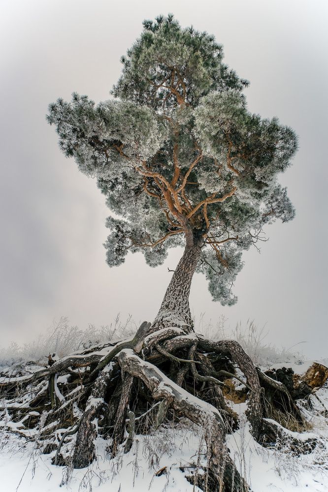 Photograph by Сергей Забиякин