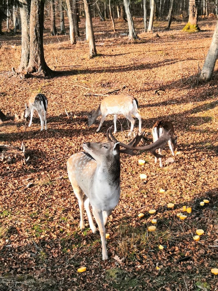Фотография автора Anna Tsybulskaya