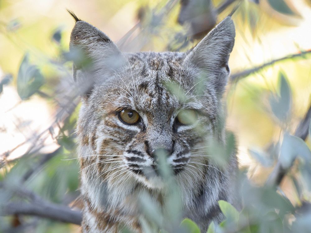 Bobcat