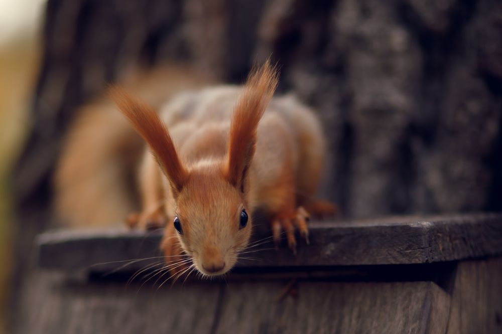 Photograph by Светa Епифанова
