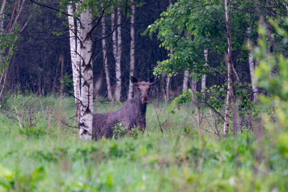 Молодой лось.