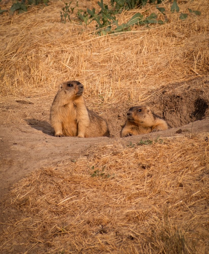 Photograph by Юлия Страданченкова
