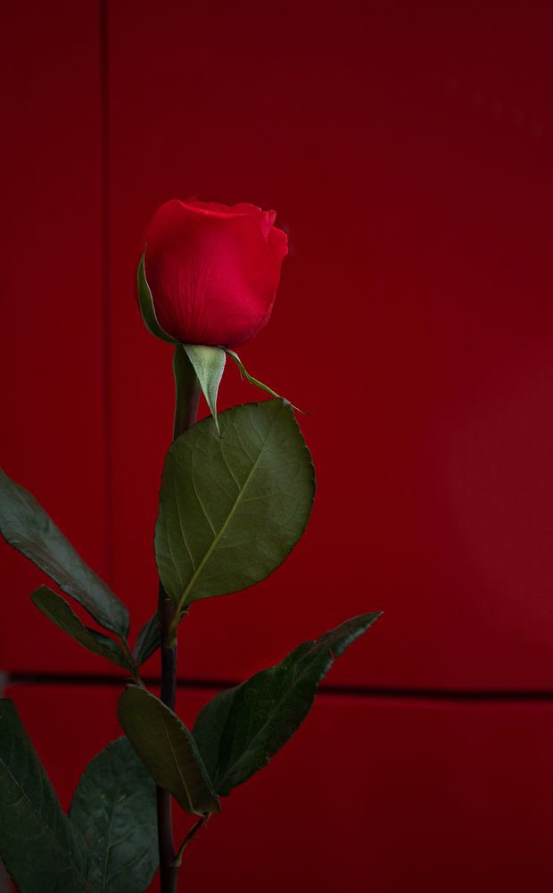 Фотография автора Анастасия Борская