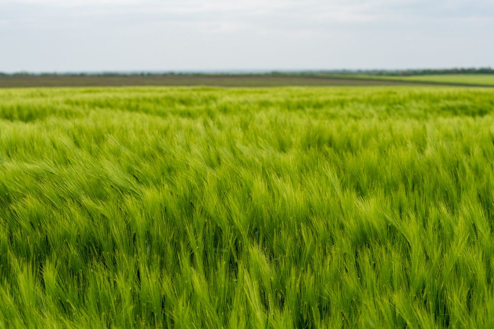 Photograph by Игорь Чебунин