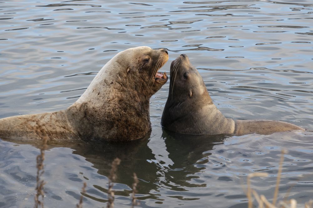 Photograph by Юлия Хобта