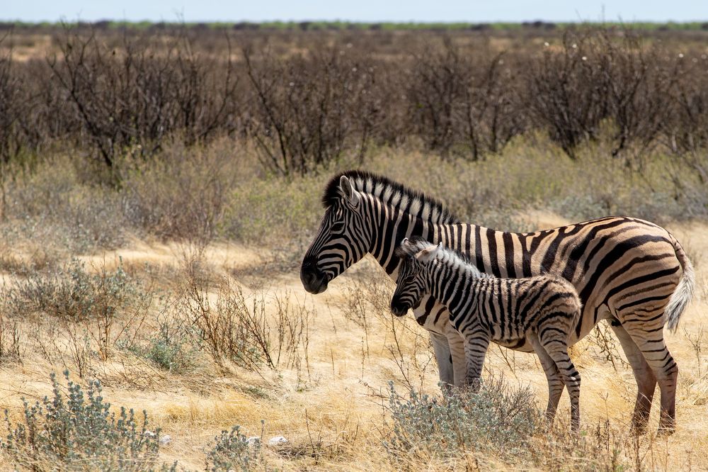 Photograph by Игорь Чебунин