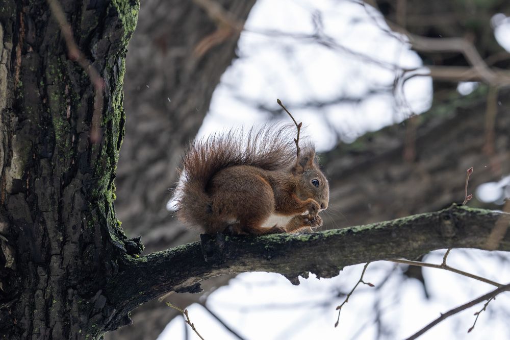 Фотография автора Ruslan Badykov
