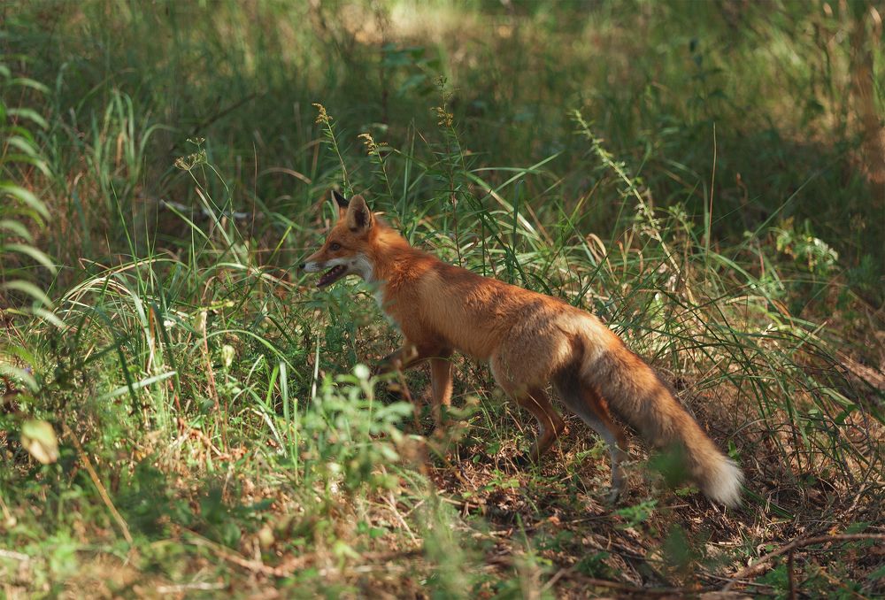 Photograph by Романова Екатерина