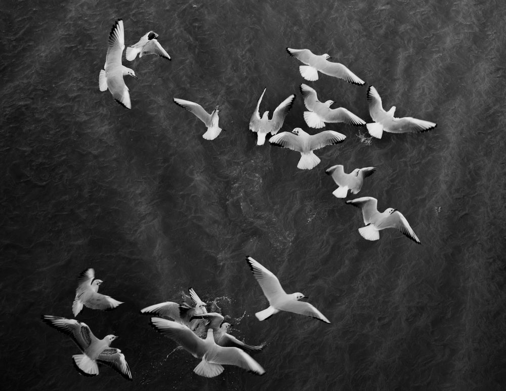 Photograph by seyed mostafa yousefi