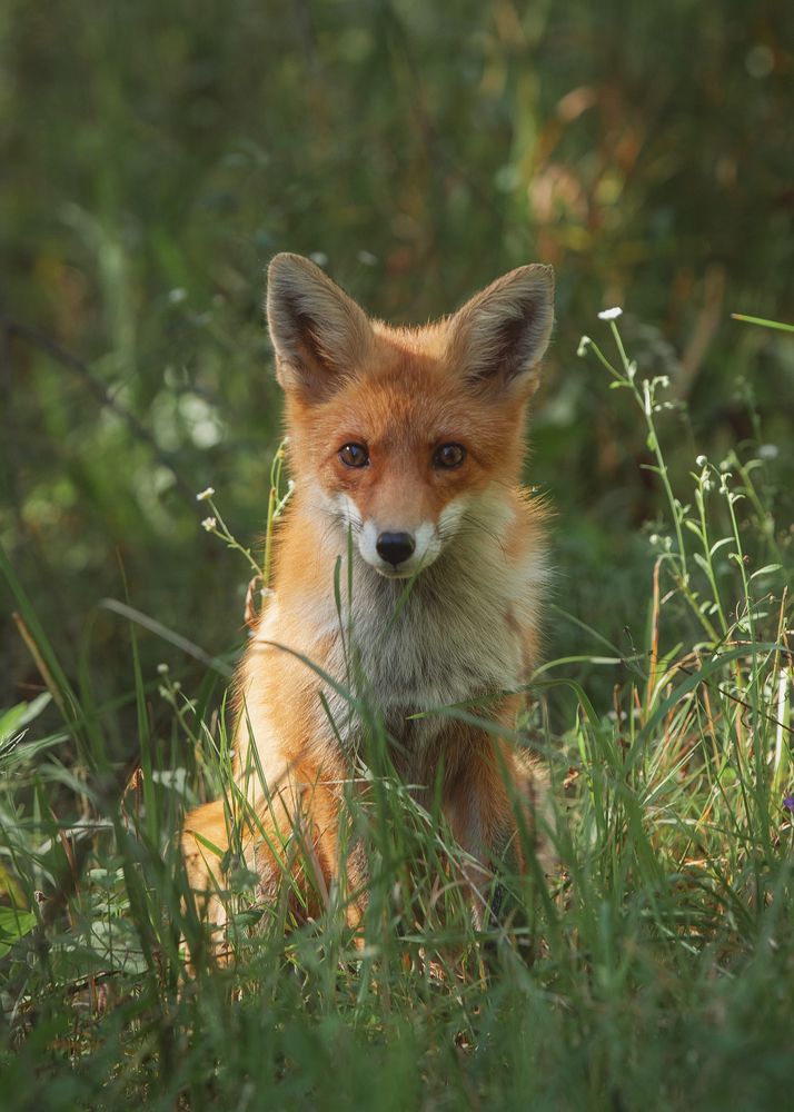 Photograph by Романова Екатерина