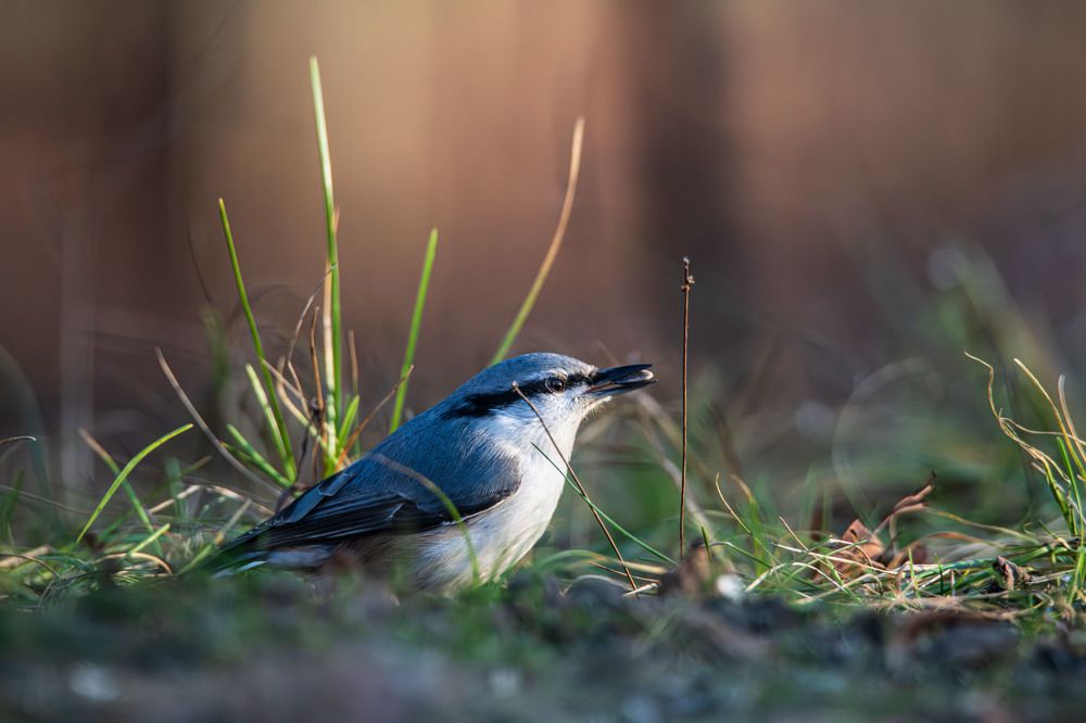 Поползень в одном из парков Санкт-Петербурга.