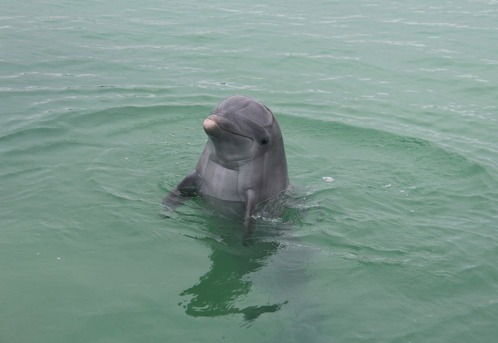 Photograph by Елена