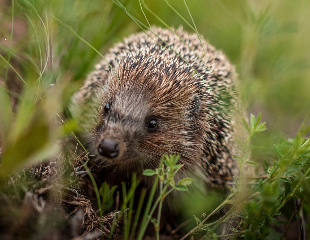 Photograph by Юлия Страданченкова