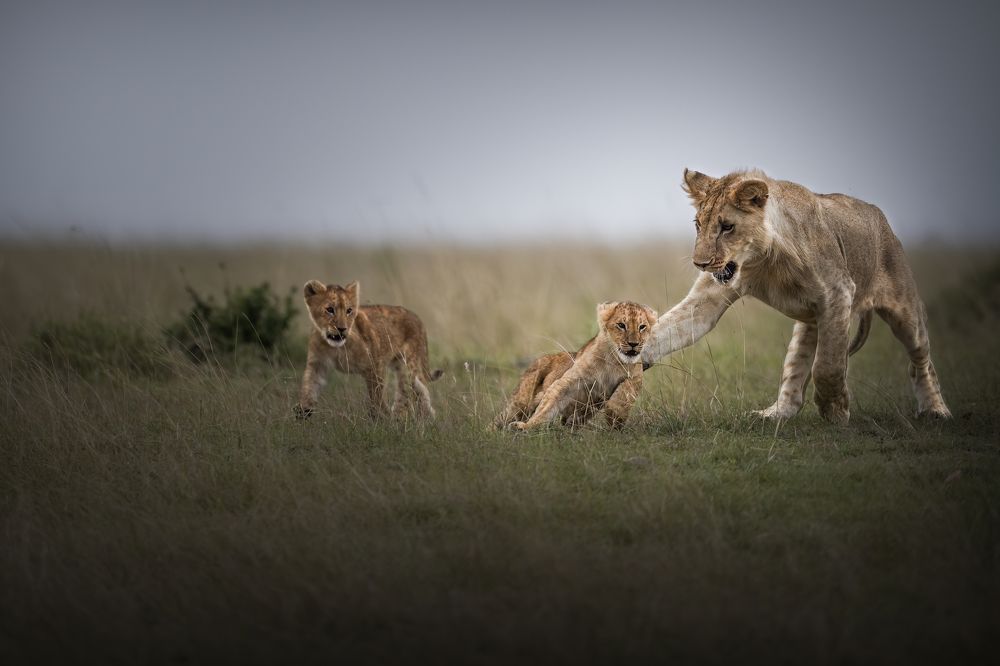 Photograph by Sunny Saha Pramanick