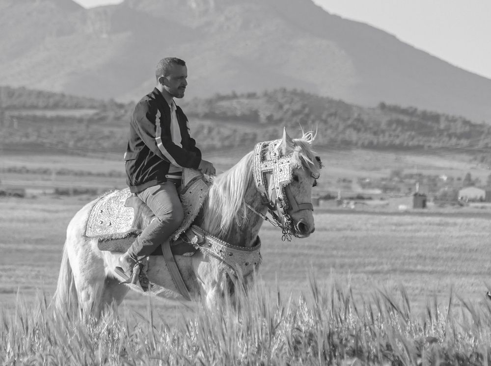 The knight and his horse