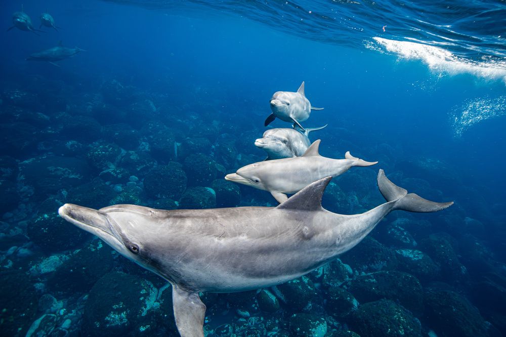 Photograph by Junya Higashi