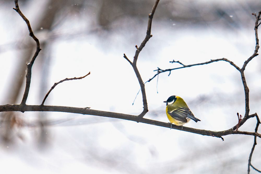 Photograph by Александр Шуршиков