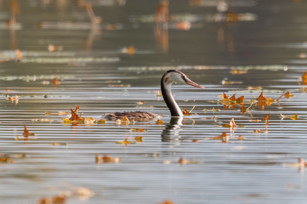 Фотография автора Гильманов Артур
