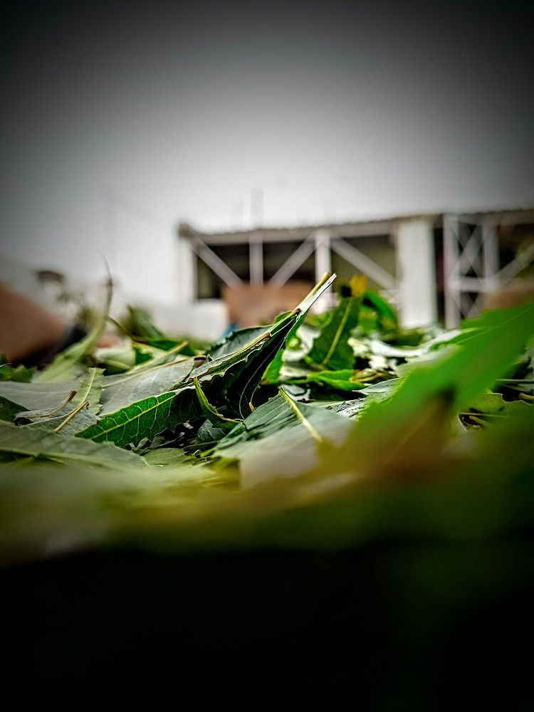 Photograph by Aarush Khare
