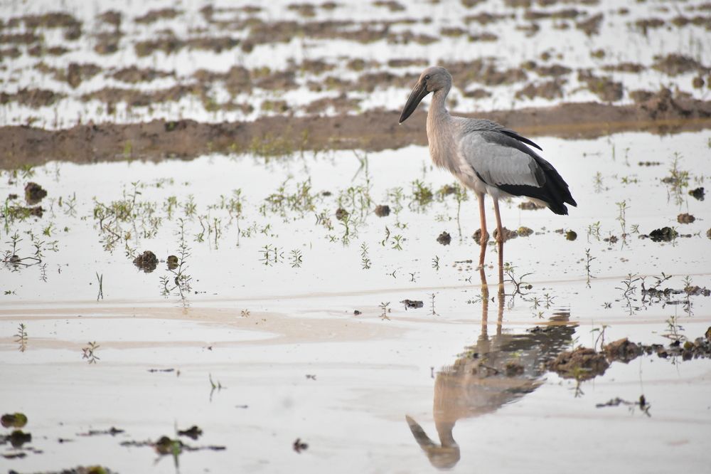 Photograph by Jeenbastian KJ