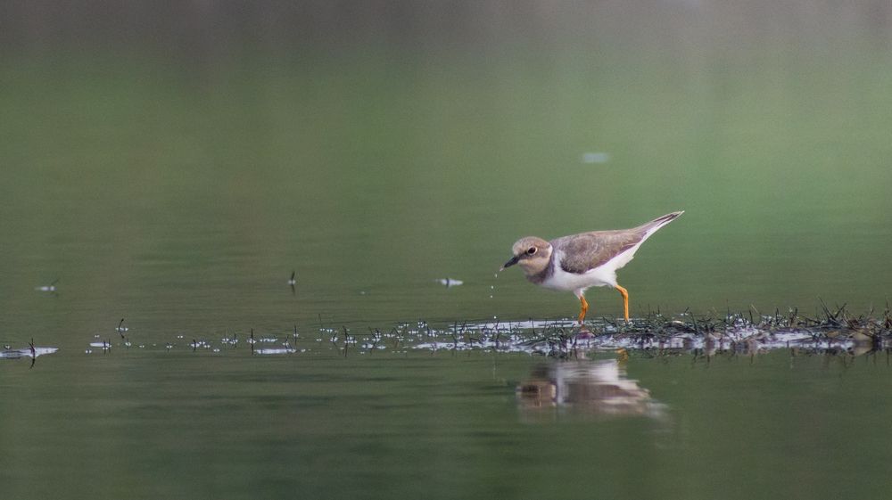 Photograph by Pritam Mandal