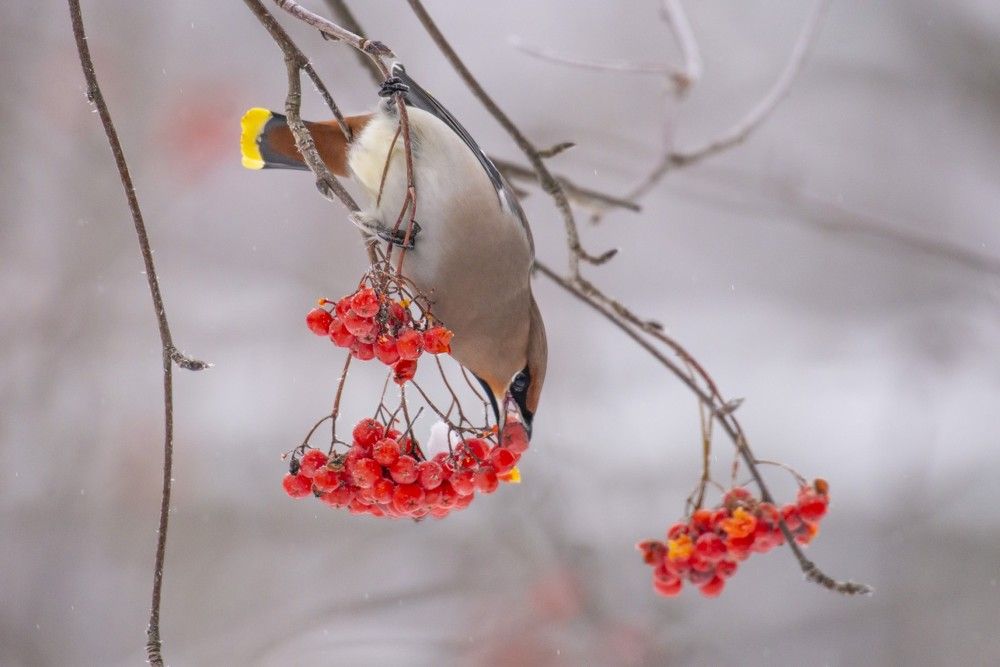 Photograph by Мария Долбич