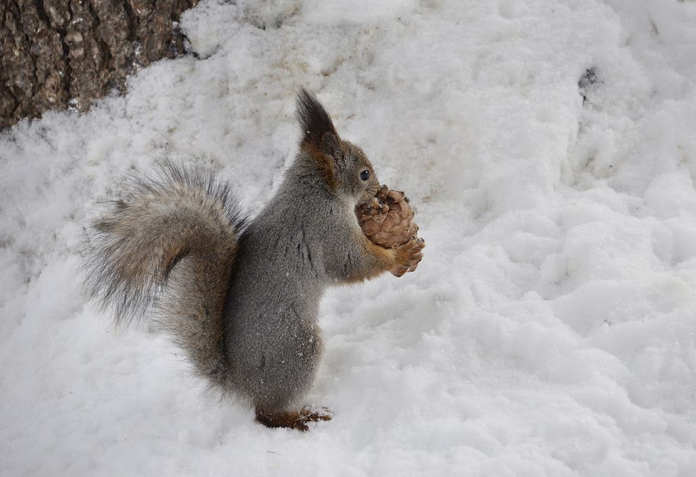 Белочка и лакомство