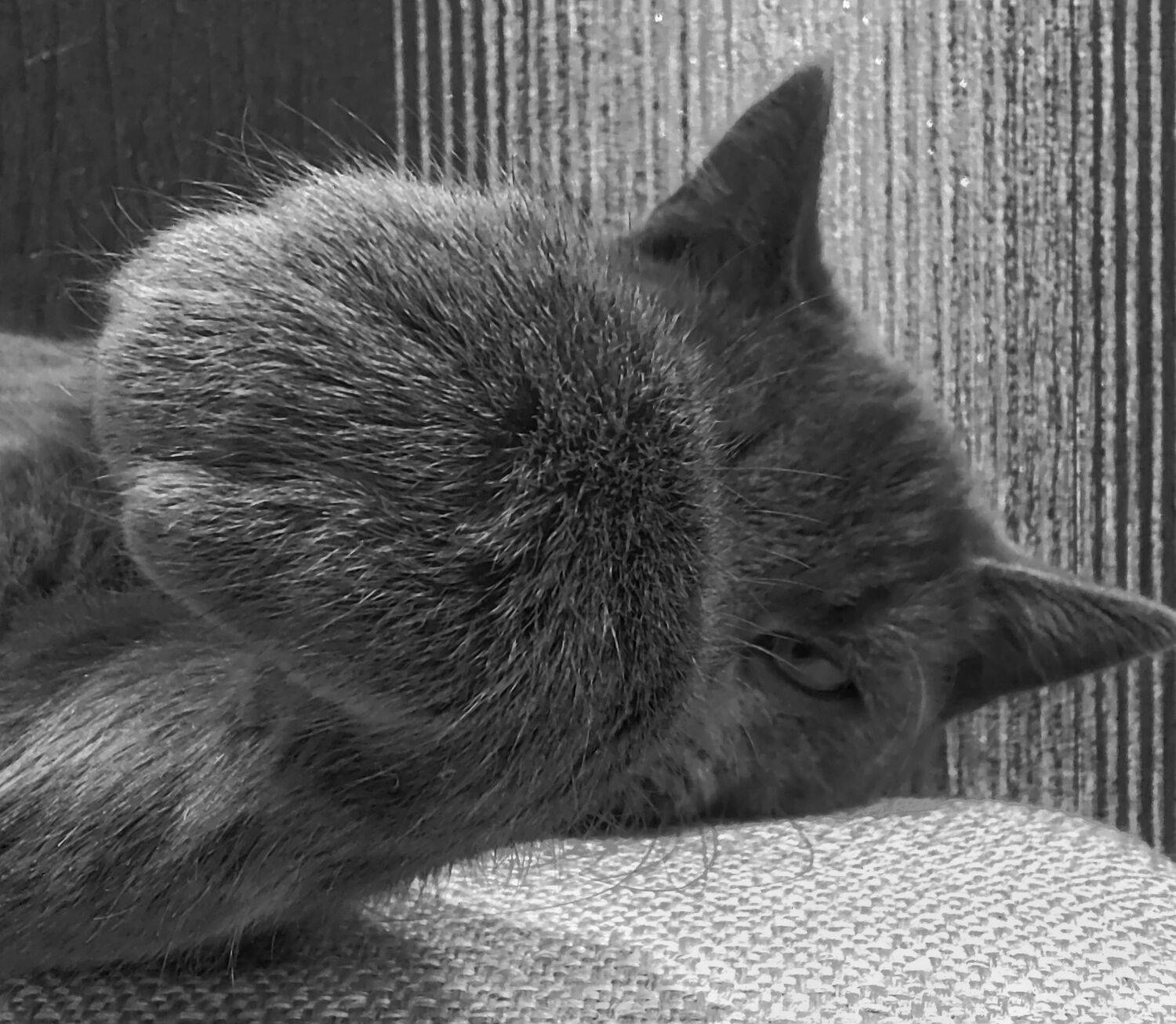 Photo #9965779