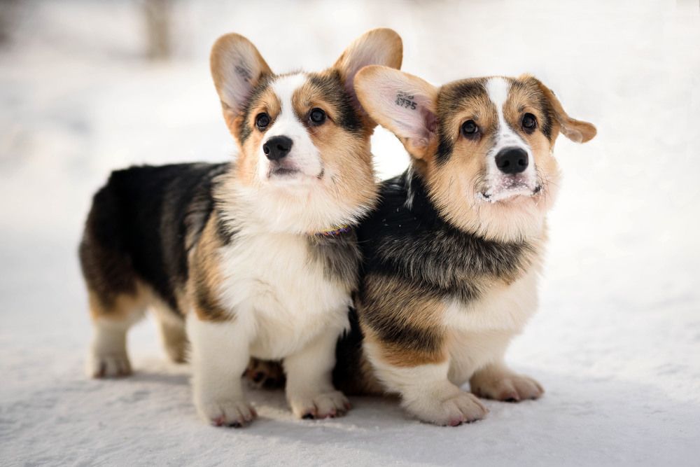 Фотография автора Екатерина Полякова