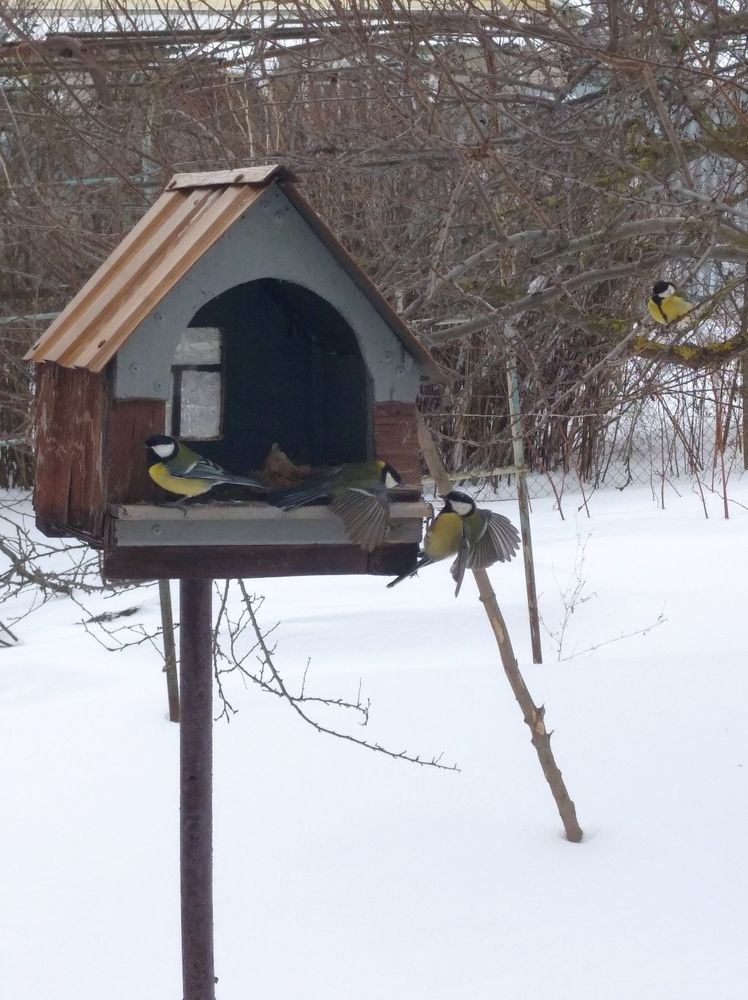 Photograph by Елена Коробченко