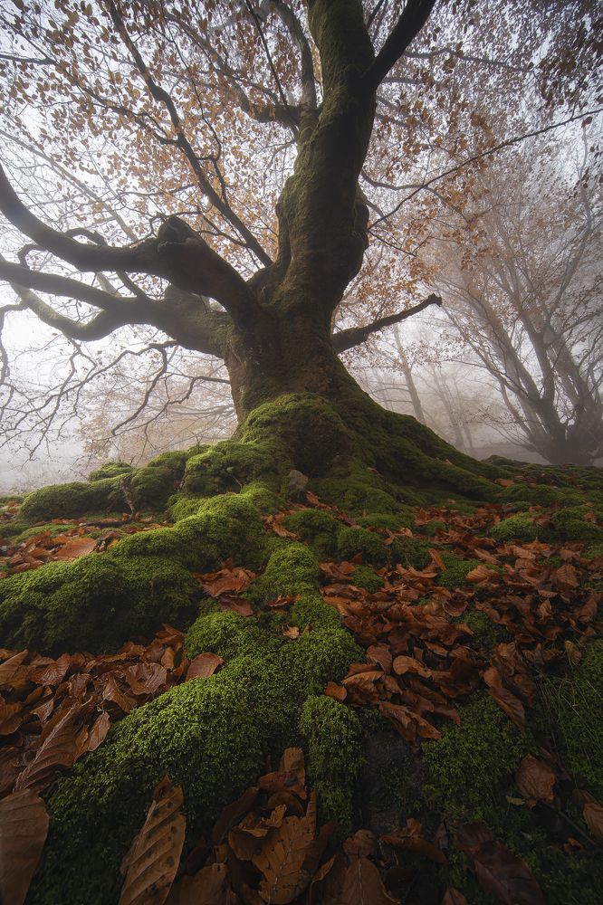 Photograph by  Sergio