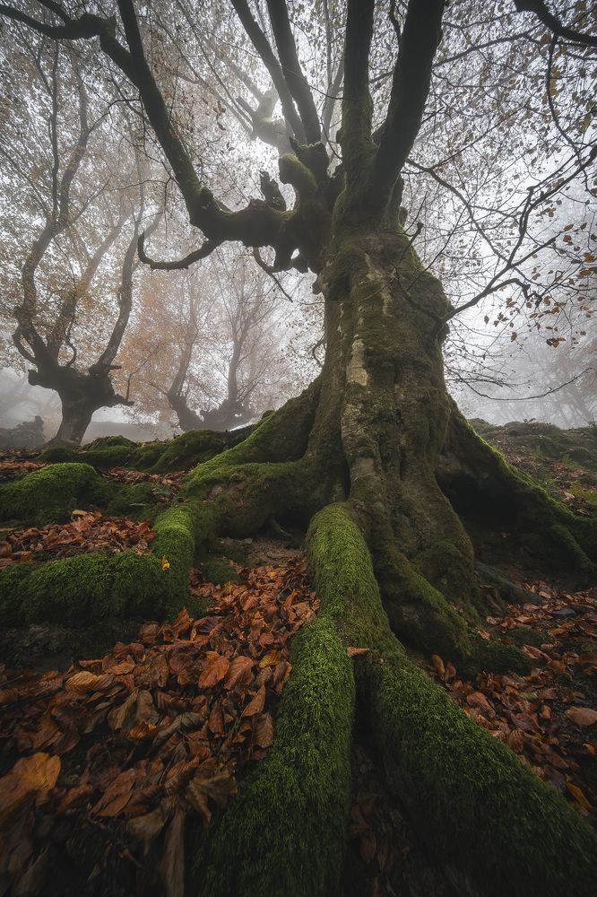 Photograph by  Sergio