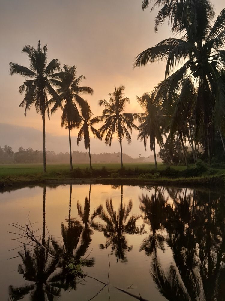 Pearl Sunrise Over Coconut Trees