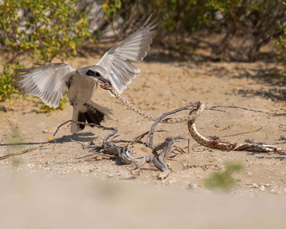 Фотография автора Afsal Koroth