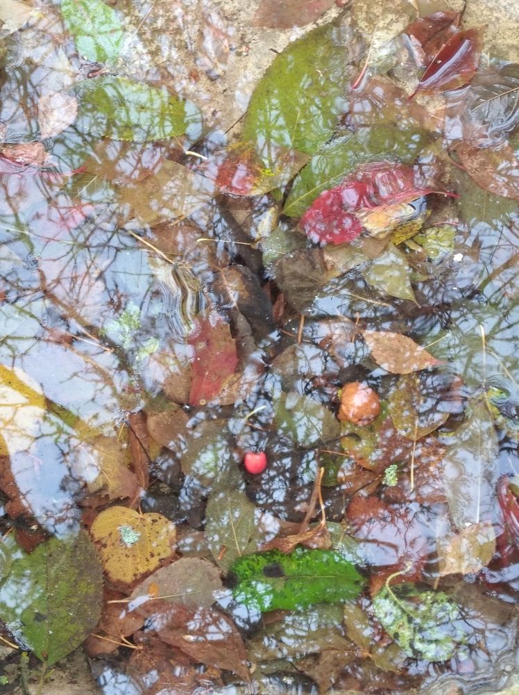 Photograph by Елена Коробченко