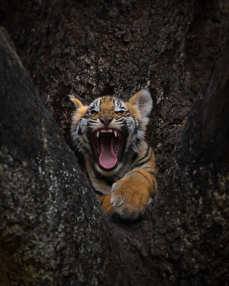 Photograph by Jain Salil