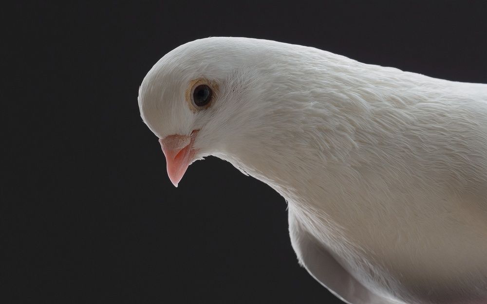 Photograph by Евгений Студитский