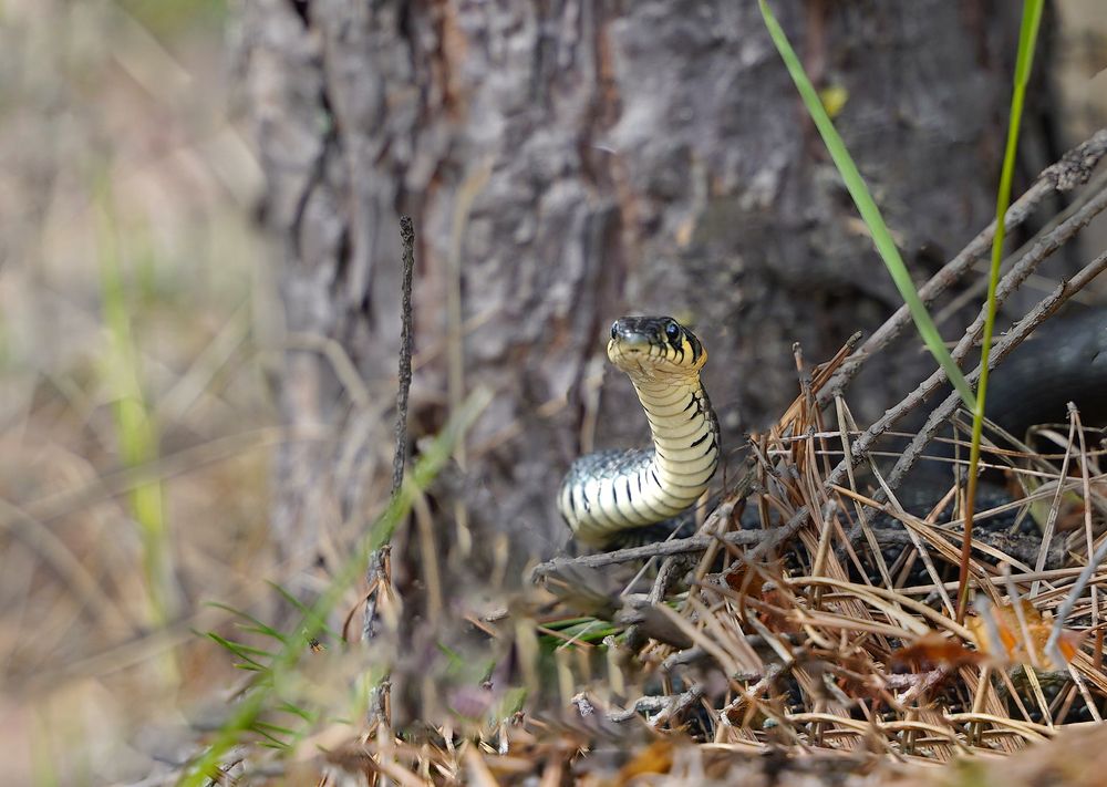 Хозяйка леса