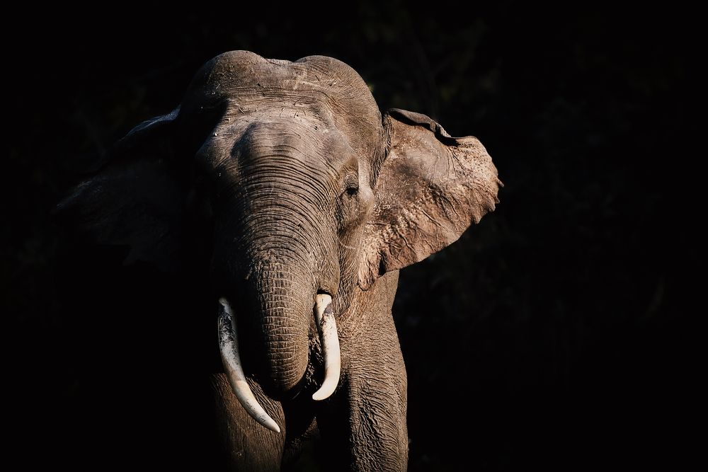 The Terrors of Terai