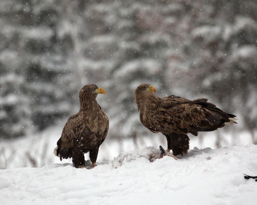 Фотография автора Aricha