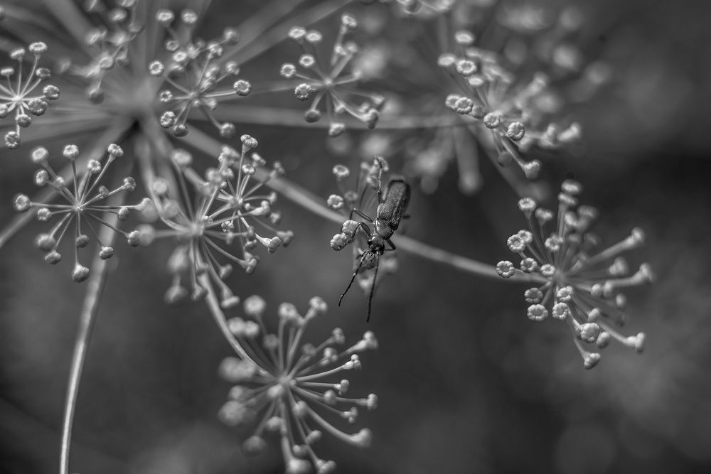 Photograph by Клемянок Сяргей