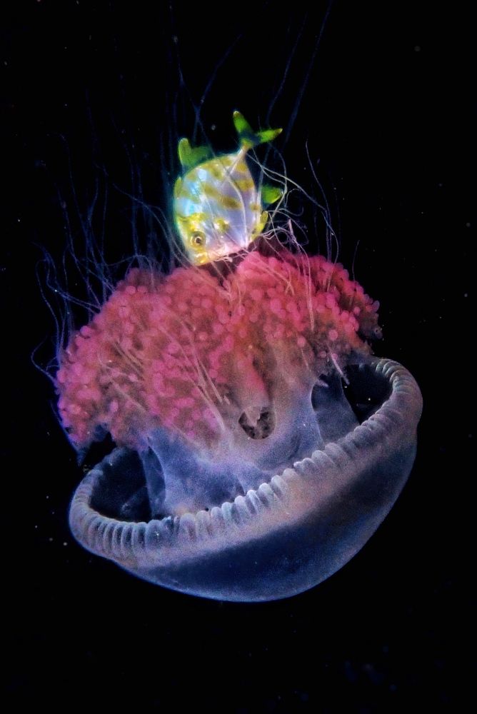 Photograph by Penn De Los Santos