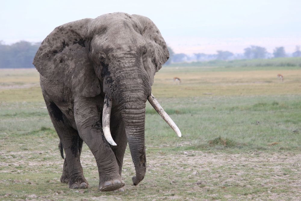 Photograph by ayan Chakraborty