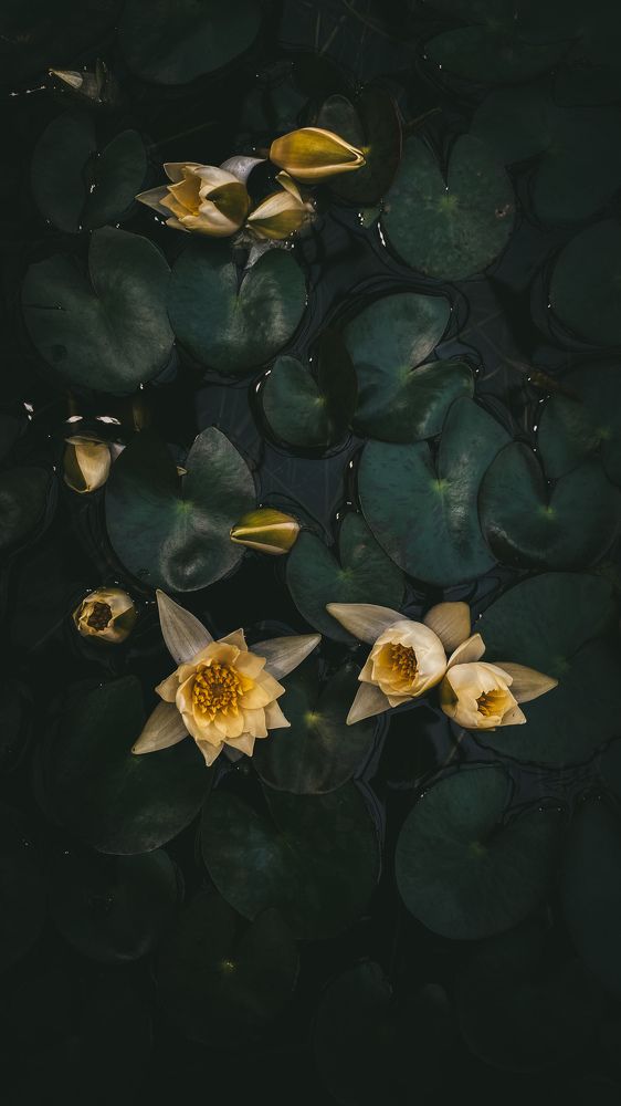 Photograph by Алия Крохалева