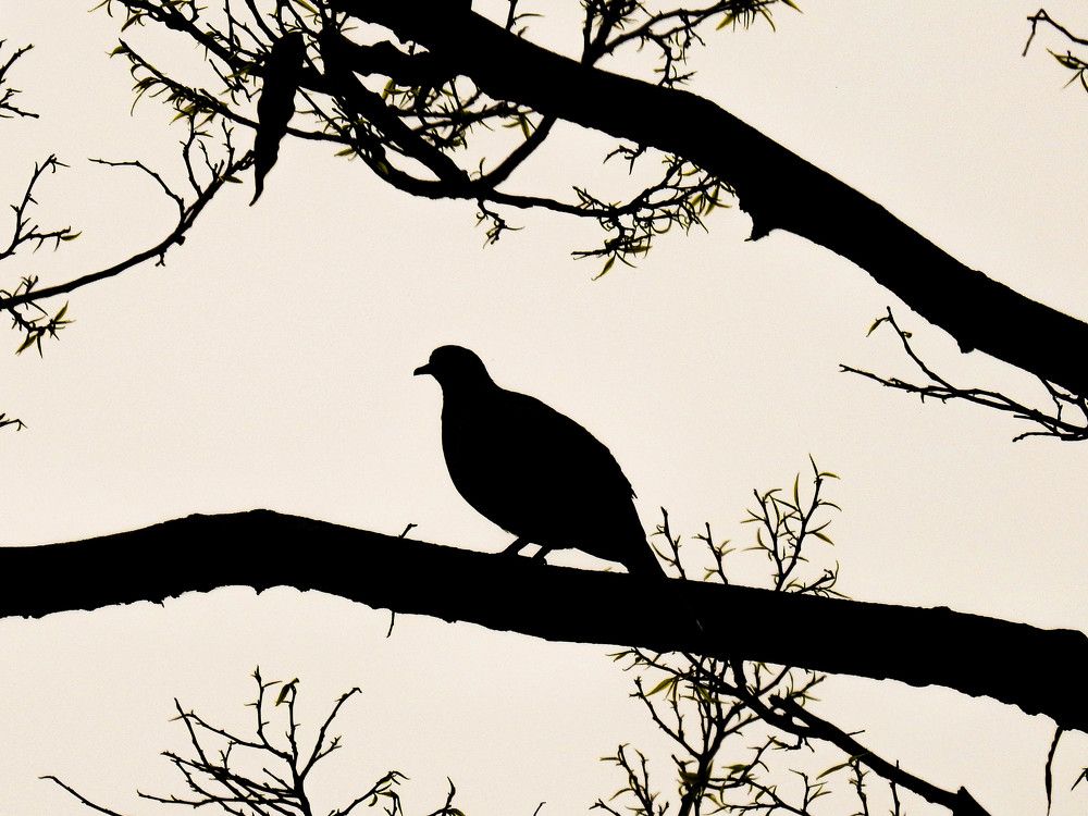 Photograph by Bidyut Dutta