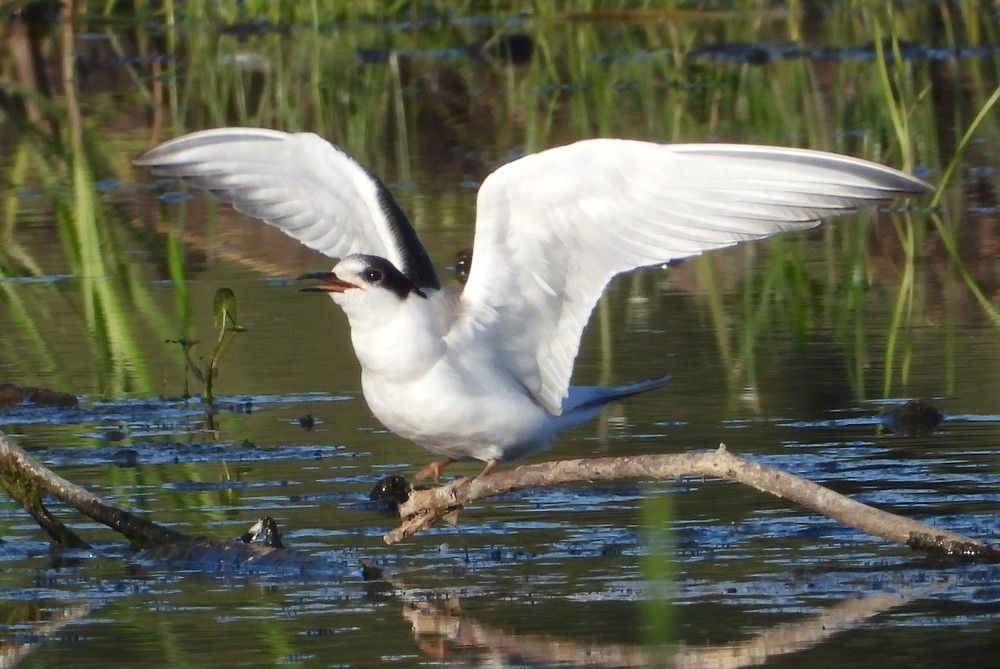 Photograph by Владимир Джерихов