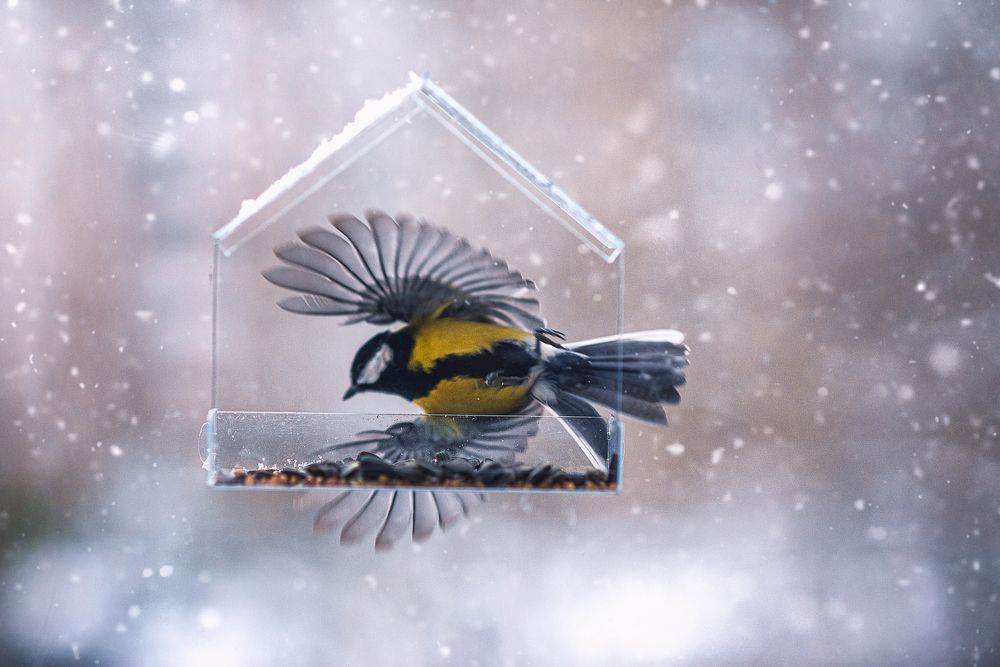 Photograph by Козел Марта