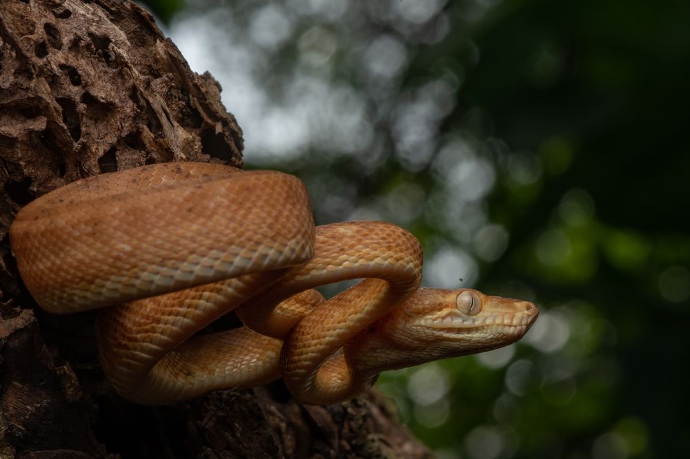 La imponente belleza de las boas arborícolas