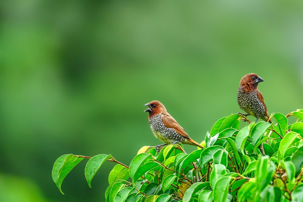 Scaly-breasted munia
